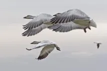 категории съотношение