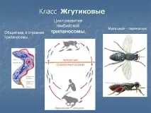 Животни бичури Животни бичури