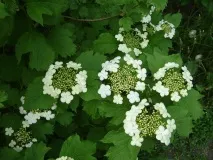 viburnum viburnum