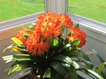 възпроизвеждане clivia