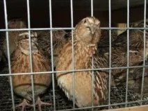 Коли починає нестись перепілка і скільки яєць вона несе перепілка