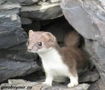 Кам’яна куниця куниця
