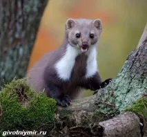 Кам’яна куниця куниці