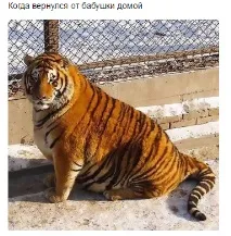 Коли дружина називає тебе своїм тигром коли