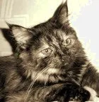 изисквания котки