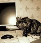 котешко котешки