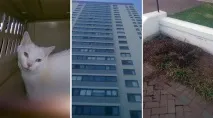 Кішка вижила білочку з території благовіщенського психдиспансеру - Смішні Анекдоти Історії Цитати кішка