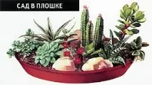 Кімнатні сади рослин
