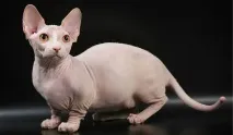 порода котка