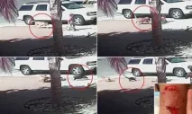 Кішка захистила чотирирічного хлопчика від собаки, що напав на нього - Джерело Гарного Настрою кішка