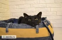 Скарбничка ідейлегким рухом руки джинси перетворюються перетворюються