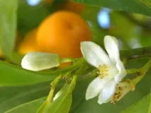 ковен