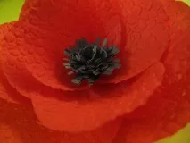 клас Макове гваш деца