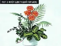 Кімнатні сади кімнатні