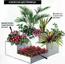 градини стайни растения
