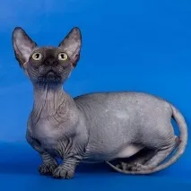 експериментална котка