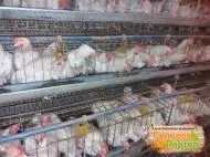 Кури несушки в місті Кемерово кури