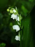 растения сълза