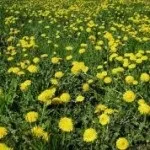 Лікування пігментних плям на шкірі за допомогою відварів та зборів лікування