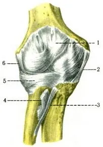 cubiti става