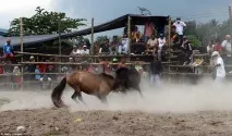 Кінські бої один