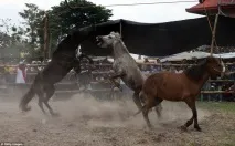 Кінські бої один