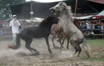 Кінські бої коней
