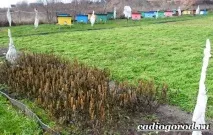 трава