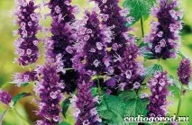 лофант през есента