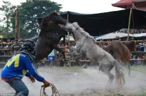 Кінські бої коней
