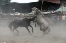 Кінські бої жеребців
