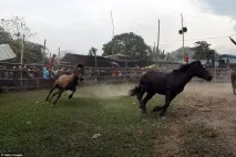 Кінські бої жеребців