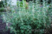vulgaris свойства