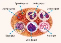 Лімфоцити вищі за норму що це означає вищі