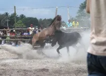 Кінські бої кінські