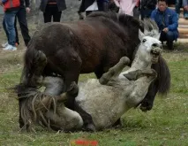 Кінські бої один