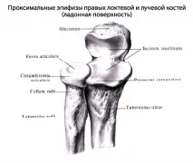 човешка лакътна