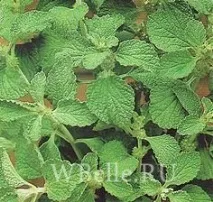 vulgaris Shandra vulgaris