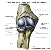 човешка става