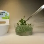 меристемни меристемни растения