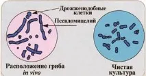 Malassezia furfur furfur