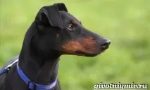 породи
