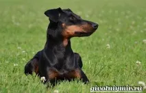 манчестер