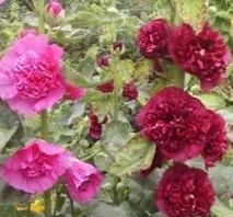 МАЛЬВА як підготувати до зими швидко та легко ФОТО! підготувати