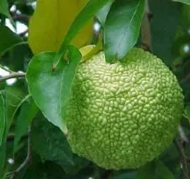 ябълка maclura