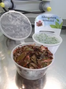 меристемични меристемични