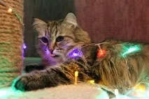 Моя котея теж хоче бути знята з гірляндою котея