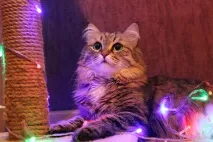 Моя котея теж хоче бути знята з гірляндою хоче