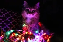 Моя котея теж хоче бути знята з гірляндою котея