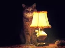 Моя котея теж хоче бути знята з гірляндою хоче